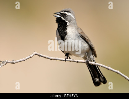 Maschio nero-throated Sparrow (Amphispiza bilineata) cantare sul pesce persico a Anza-Borrego Park, California, Stati Uniti d'America Foto Stock