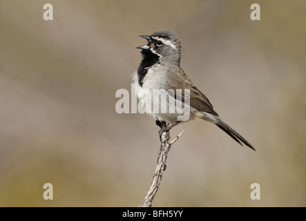 Maschio nero-throated Sparrow (Amphispiza bilineata) cantare sul pesce persico a Anza-Borrego Park, California, Stati Uniti d'America Foto Stock