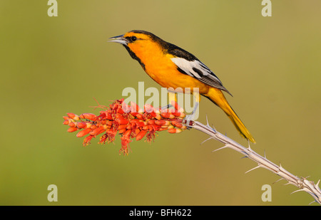 Il Giovenco Rigogolo (Icterus bullockii) arroccato a testa di elefante Pond Arizona Foto Stock