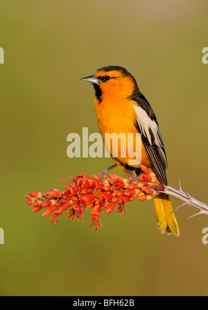 Il Giovenco Rigogolo (Icterus bullockii) arroccato a testa di elefante Pond Arizona Foto Stock