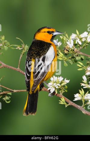 Il Giovenco Rigogolo (Icterus bullockii) arroccato a testa di elefante Pond Arizona Foto Stock