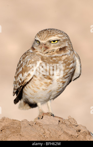 Scavando la civetta (Athene cunicularia) da nido a Salton Sea, CALIFORNIA, STATI UNITI D'AMERICA Foto Stock