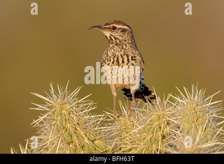Cactus Wren (Campylorhynchus brunneicapillus) su Cactus a Madera Canyon, Arizona, Stati Uniti d'America Foto Stock