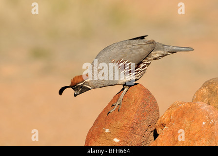 La Gambel Quaglia (Callipepla gambelii) a testa di elefante Pond, Arizona, Stati Uniti d'America Foto Stock