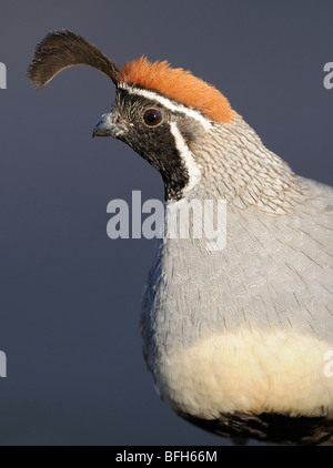 La Gambel Quaglia (Callipepla gambelii) a testa di elefante Pond, Arizona, Stati Uniti d'America Foto Stock