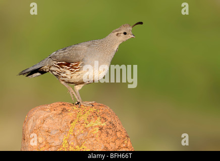 La Gambel Quaglia (Callipepla gambelii) a testa di elefante Pond, Arizona, Stati Uniti d'America Foto Stock