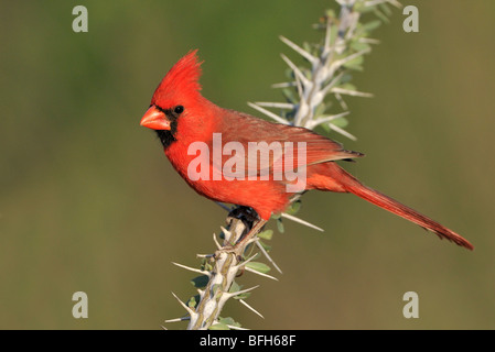 Il Cardinale settentrionale (Cardinalis cardinalis) appollaiato sul ramo Ocotillo a testa di elefante Pond, Arizona, Stati Uniti d'America Foto Stock