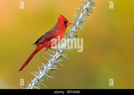 Il Cardinale settentrionale (Cardinalis cardinalis) appollaiato sul ramo Ocotillo a testa di elefante Pond, Arizona, Stati Uniti d'America Foto Stock