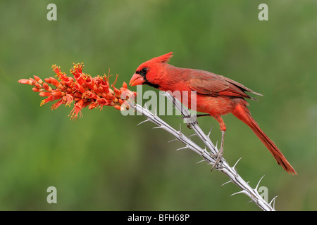 Il Cardinale settentrionale (Cardinalis cardinalis) appollaiato sul ramo Ocotillo a testa di elefante Pond, Arizona, Stati Uniti d'America Foto Stock