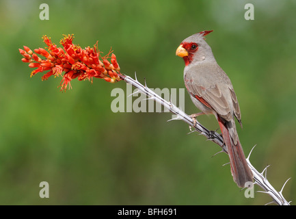 Arroccato (Pyrrhuloxia Cardinalis sinuatus) a testa di elefante Pond, Arizona, Stati Uniti d'America Foto Stock