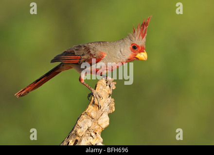 Arroccato (Pyrrhuloxia Cardinalis sinuatus) a testa di elefante Pond, Arizona, Stati Uniti d'America Foto Stock