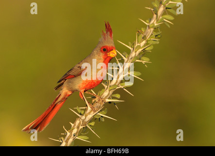 Arroccato (Pyrrhuloxia Cardinalis sinuatus) a testa di elefante Pond, Arizona, Stati Uniti d'America Foto Stock