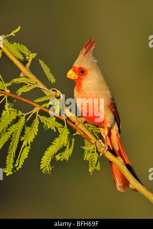 Arroccato (Pyrrhuloxia Cardinalis sinuatus) a testa di elefante Pond, Arizona, Stati Uniti d'America Foto Stock