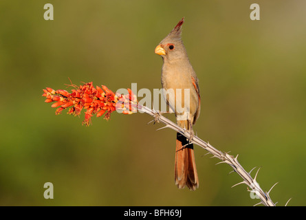 Arroccato (Pyrrhuloxia Cardinalis sinuatus) a testa di elefante Pond, Arizona, Stati Uniti d'America Foto Stock