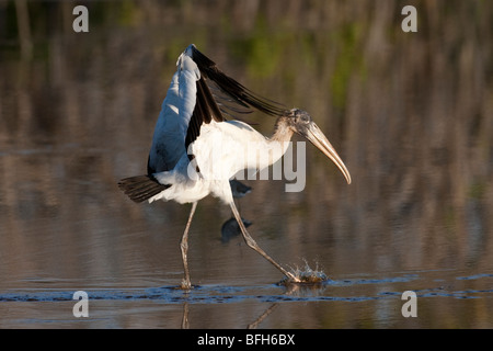 Woodstork sbarco in acque poco profonde in Everglades della Florida. Foto Stock