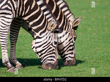 Due Chapman's Zebra (Equus quagga chapmani pascolo Foto Stock