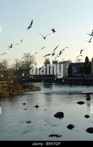 Gabbiani sorvolano il fiume Kent a Kendal Cumbria nel Lake District inglese Foto Stock