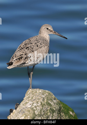 Willet (Tringa semipalmata) sulla costa rocciosa a Playa Del Ray, CA, Stati Uniti d'America Foto Stock