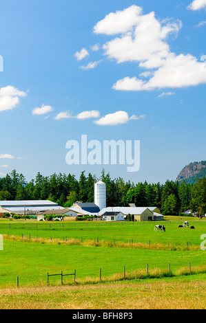 Cowichan Bay farm, Cowichan Bay, BC. Foto Stock