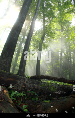 Dinarico foresta in Slovenia Foto Stock