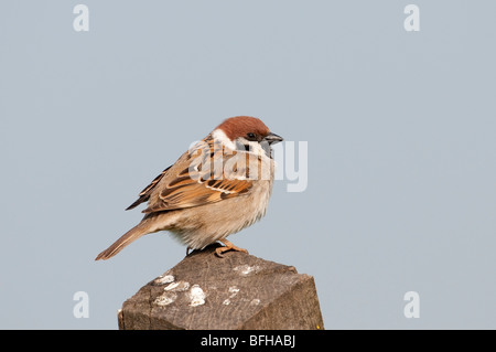 Feldsperling eurasien Passer montanus sparrow sperling tree Foto Stock