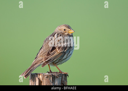 Grauammer (Emberiza calandra; Miliaria calandra) - Corn bunting Foto Stock