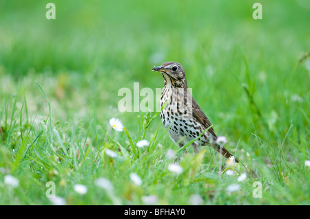 Singdrossel (Turdus philomelos) - tordo bottaccio Foto Stock