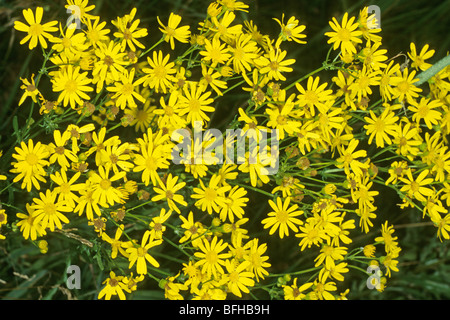 Comune di erba tossica, Jacobea, Staggerwort (Senecio jacobaea), fioritura. Foto Stock