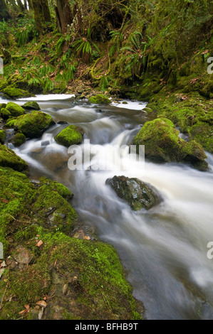 Tod's Creek fluisce attraverso Gowlland Tod Parco Provinciale vicino a Victoria BC. Foto Stock