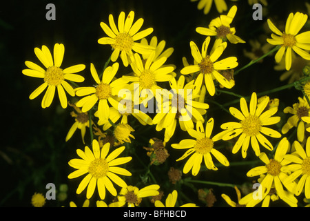 Comune di erba tossica, Jacobea, Staggerwort (Senecio jacobaea), fioritura. Foto Stock