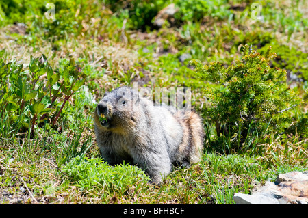 Un annoso marmotta (Marmota caligata) in Garibaldi Provincial Park vicino a Whistler BC. Foto Stock
