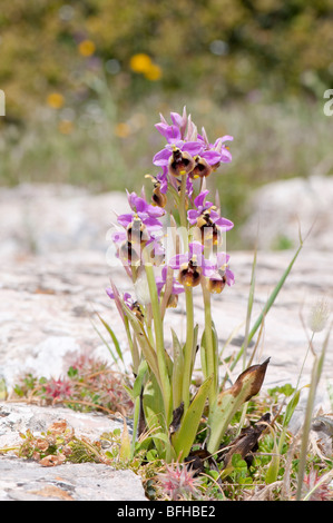 Ragwurz Wespen - Ophrys tenthredinifera- sawfly orchid Foto Stock