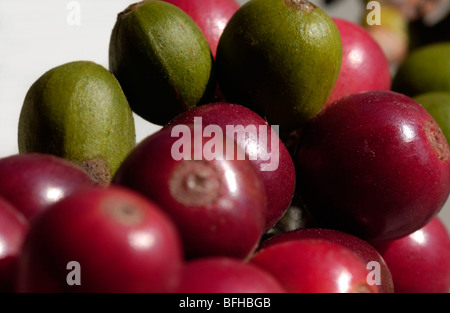 Ramo di bacche di caffè su sfondo bianco Foto Stock