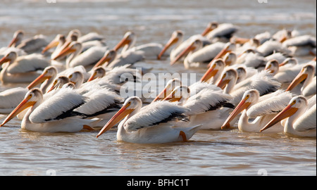 American pellicani bianchi sul Fiume Rosso. Lockport, Manitoba, Canada. Foto Stock