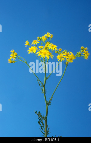 Comune di erba tossica, Jacobea, Staggerwort (Senecio jacobaea), fioritura. Foto Stock