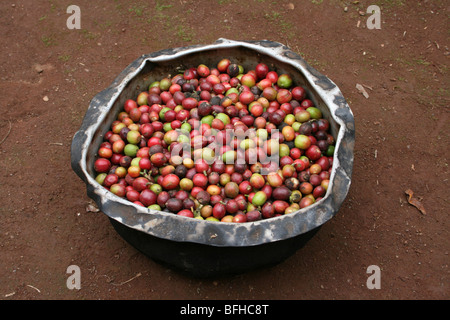 Bacche di caffè Raccolte In Nkuu Ndoo Village discutendo la produzione del caffè, Kilimanjaro pedemontana, Tanzania Foto Stock