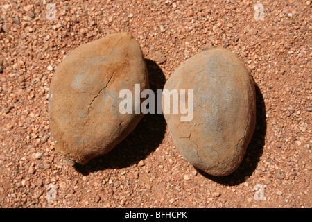 Baobab Adansonia digitata frutti, adottate nei pressi di Yaeda Chini, Tanzania Foto Stock