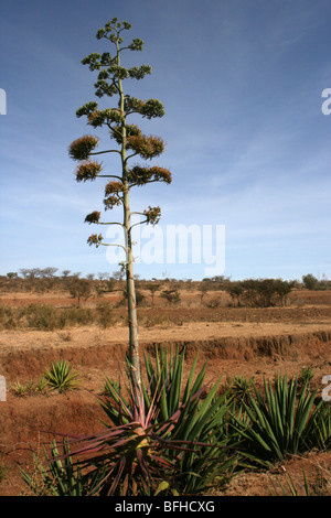 Sisal agave sisalana crescente nei pressi di Mbuli, Tanzania Foto Stock