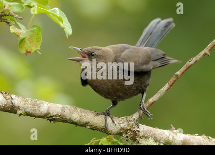 I capretti Brewer's Blackbird Elemosinare il cibo - Victoria BC, Canada Foto Stock