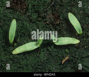 Erba poligonale a pipa (Eleusine indica) giovani piantina erbe germinando Foto Stock