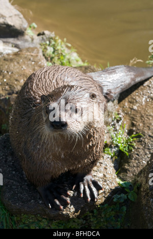 Lontra canadese dai fiumi bank Foto Stock