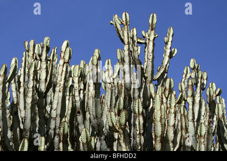 Dettaglio della struttura Candelabra Euphorbia ingens rami presi nei pressi di Mbuli, Tanzania Foto Stock