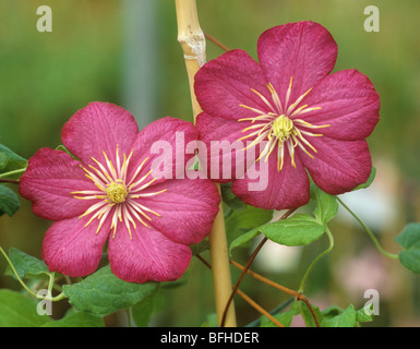 Fiori di colore rosso di un giovane Clematis "Ville de Lyon' ornamentale di arrampicata Foto Stock