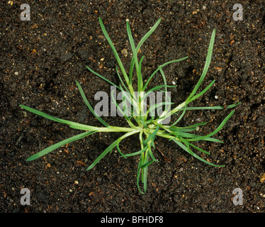 Rough-sgambate erba di prato (Poa trivialis) giovani tillering prostrati impianto Foto Stock