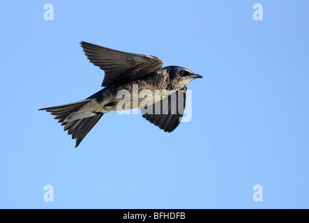 Viola Martin (Progne subis) a miglior sito del programma di Laguna Esquimalt - Victoria BC, Canada Foto Stock