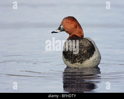 Pochard, Aythya ferina, Drake in piedi in poco profonde acque blu Foto Stock