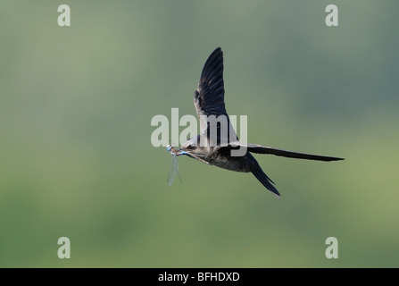 Viola Martin (Progne subis) a miglior sito del programma di Laguna Esquimalt - Victoria BC, Canada Foto Stock