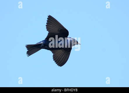 Viola Martin (Progne subis) a miglior sito del programma di Laguna Esquimalt - Victoria BC, Canada Foto Stock