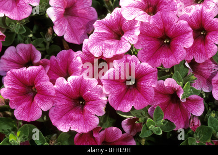 La Petunia (Petunia x atkinsiana), varietà: "Conchita Strawberry Frost", fioritura. Foto Stock
