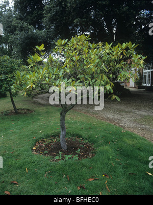 Un rododendro ornamentali debole e giallo con infezione da funghi miele (Armillaria mellea) Foto Stock